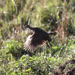 Pternistis clappertoni