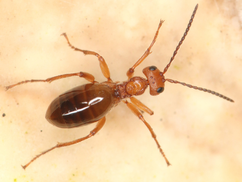 Oak Apple Gall Wasp