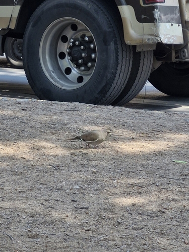 Paloma Alas Blancas observed by deneb16