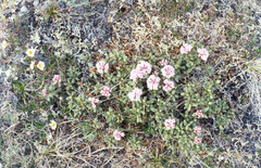 Rhododendron adamsii