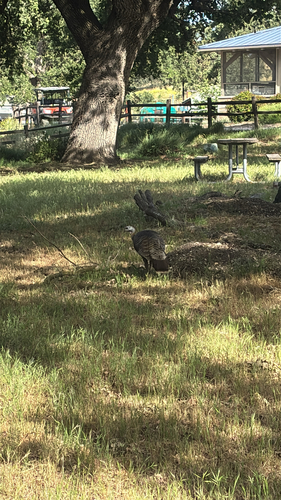 iNaturalist observation photo of Wild Turkey