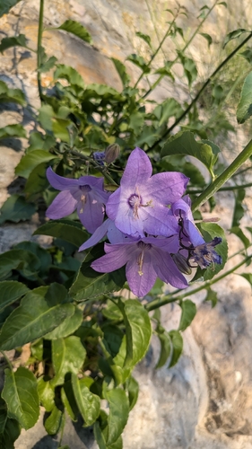 Campanula austroadriatica