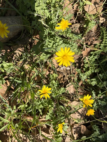 Hyoseris radiata, photograph 5