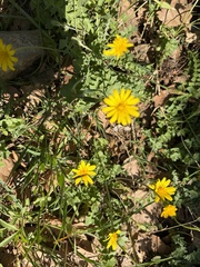 Hyoseris radiata, photograph (c) pavlaki1968, some rights reserved (CC BY)
