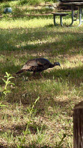 iNaturalist observation photo of Wild Turkey