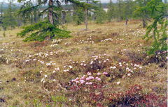 Rhododendron adamsii