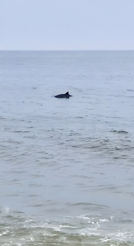 Phocoena phocoena observed by georghaefner