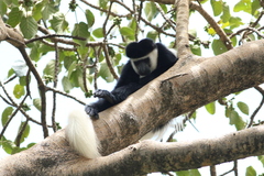 Colobus guereza gallarum