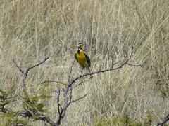 Sturnella magna auropectoralis