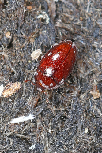 Hypodacne punctata