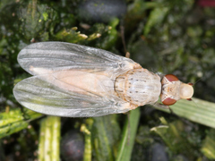Brachycera