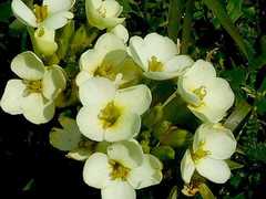 Erysimum concinnum