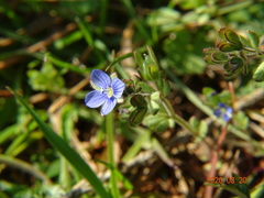 Veronica triphyllos