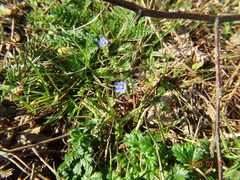 Veronica triphyllos