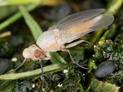 Brachycera