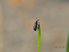 Magdalis phlegmatica