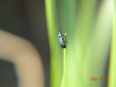 Magdalis phlegmatica