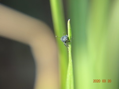 Magdalis phlegmatica