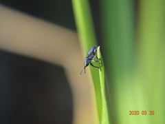 Magdalis phlegmatica