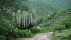 Pachycereus weberi