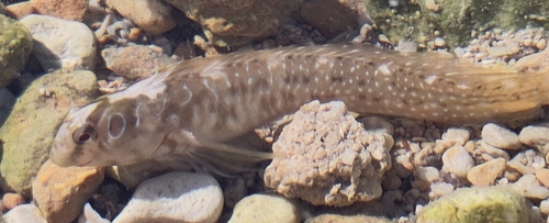 Salaria pavo