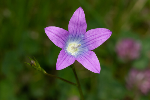 Spreading bellflower
