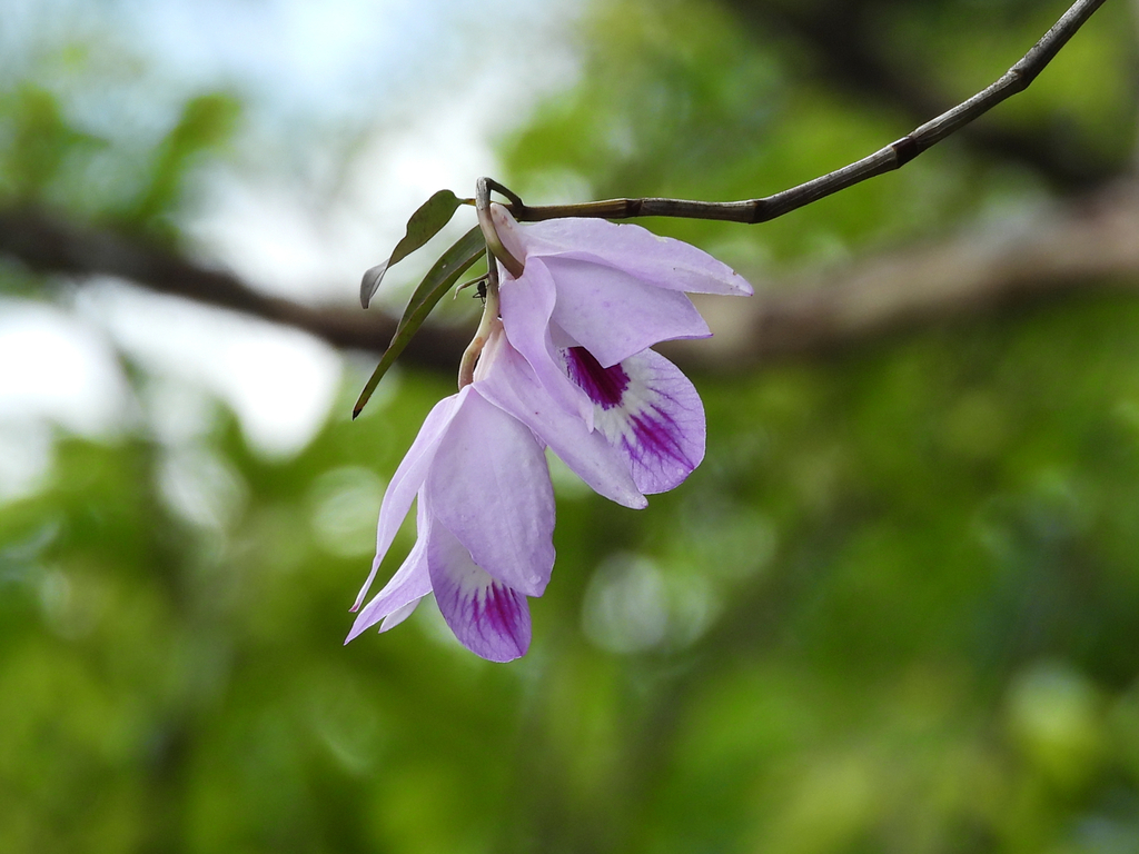 Dendrobium maccarthiae Thwaites