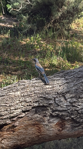 iNaturalist observation photo of California Scrub-Jay