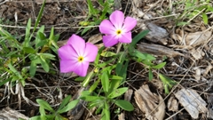 Phlox roemeriana