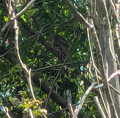 Barred Owl observed by scoutsadie
