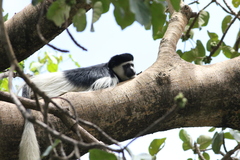 Colobus guereza gallarum