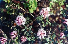 Rhododendron adamsii