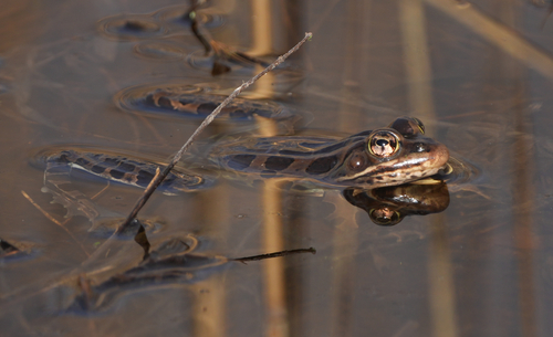 Grenouille léopard du Nord observed by jnhache