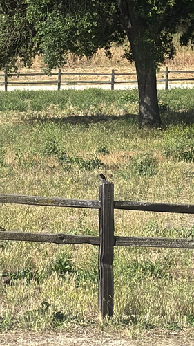 iNaturalist observation photo of Black Phoebe