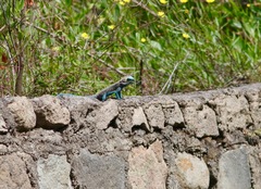 Acanthocercus annectans