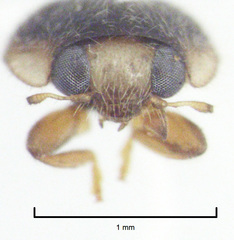 Diomus subclarus