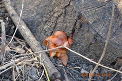 Flammulina velutipes