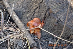 Flammulina velutipes