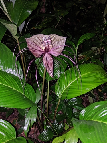 Tacca chantrieri