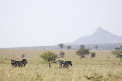 Equus quagga borensis