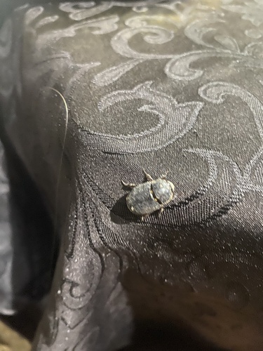 Sugarcane Beetle