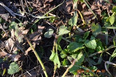 Lamium album