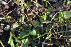Lamium album