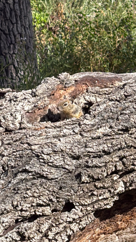 iNaturalist observation photo of California Ground Squirrel