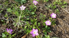 Phlox roemeriana