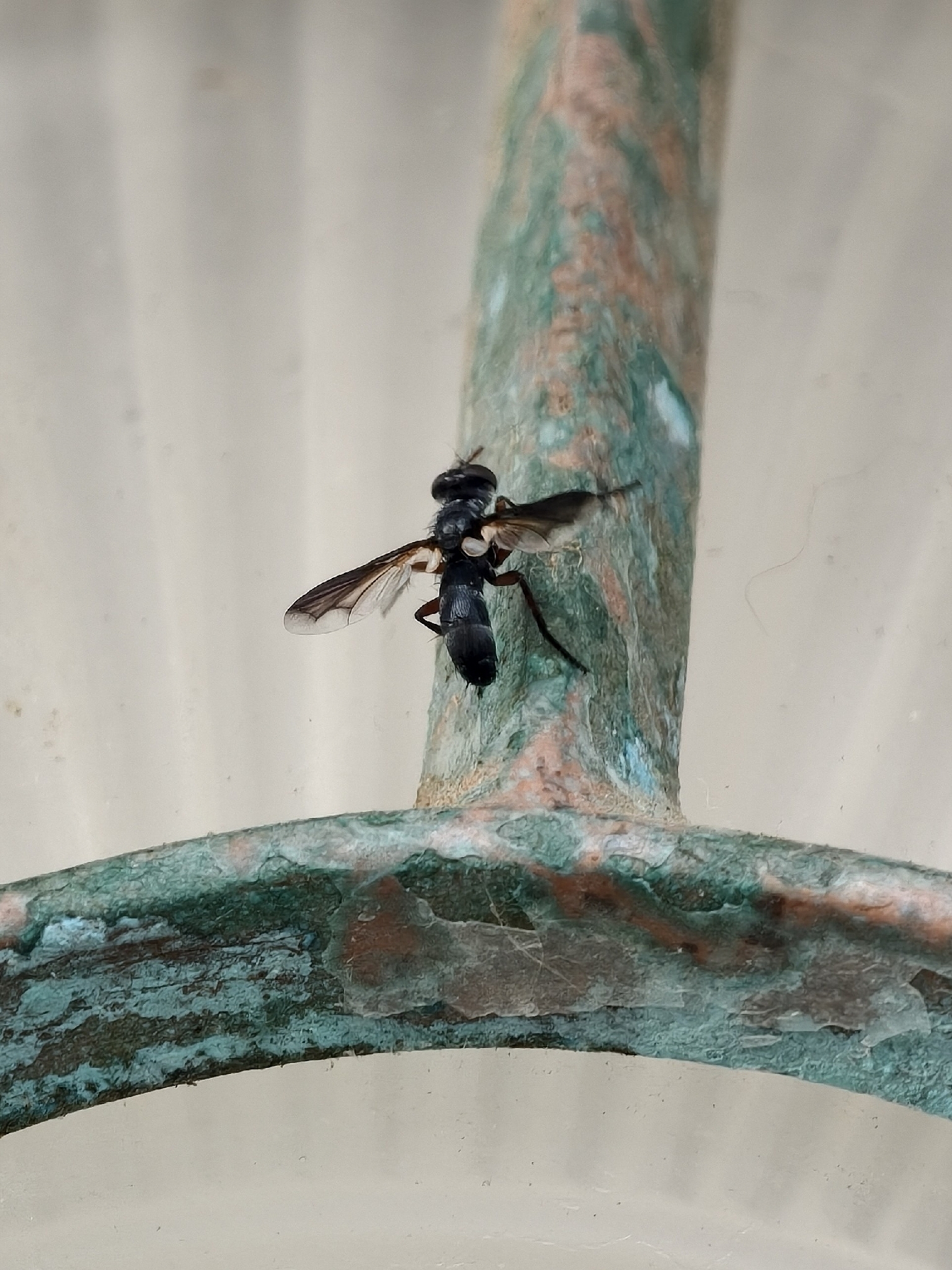 Cylindromyia rufipes