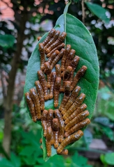 Heraclides anchisiades capys