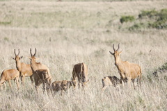 Alcelaphus buselaphus lelwel