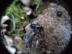 Pterostichus aethiops