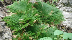 Selaginella pilifera